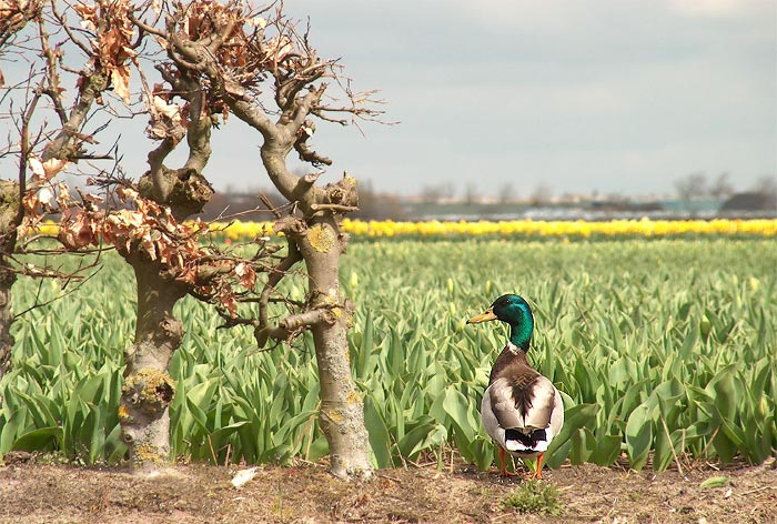 Dutchy Duck