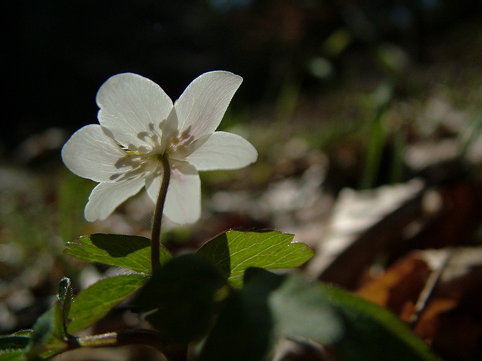 Sasanka lesní (Anemone sylvestris)