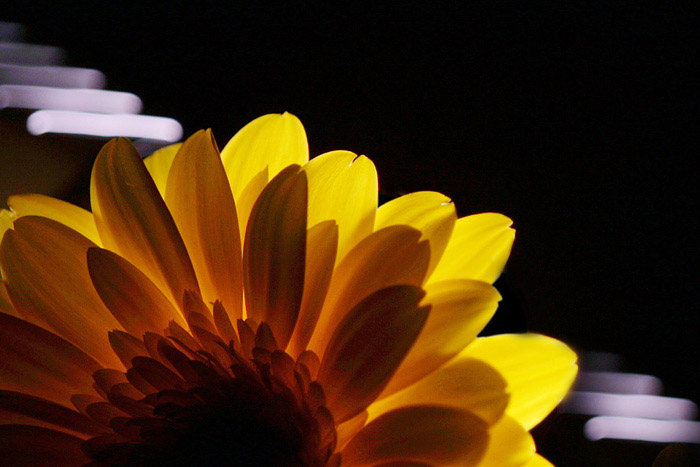 Gerbera
