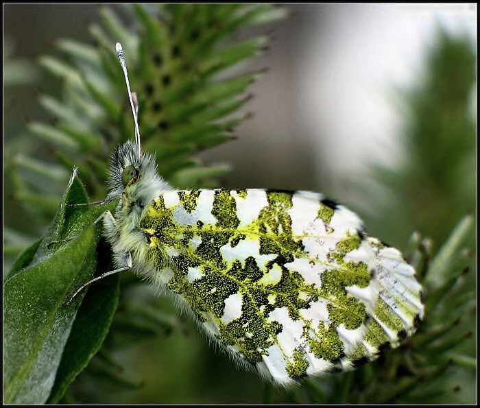 Bělásek Řeřichový