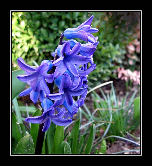 Hyacinthus orientalis