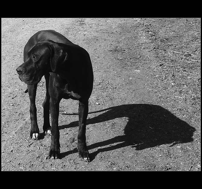 Black Dog