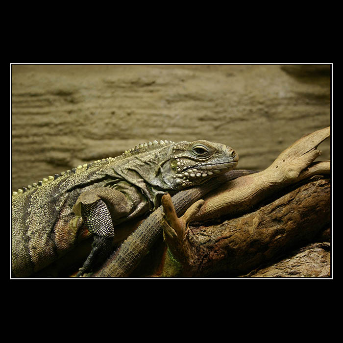 Cesta do pravěku