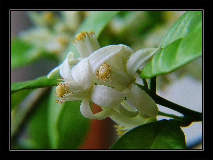 citrusové milování