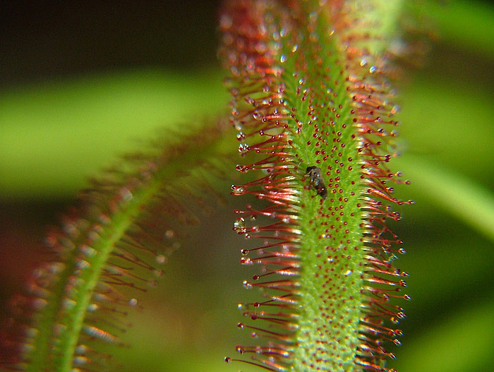 Papej Adélko, papej ...