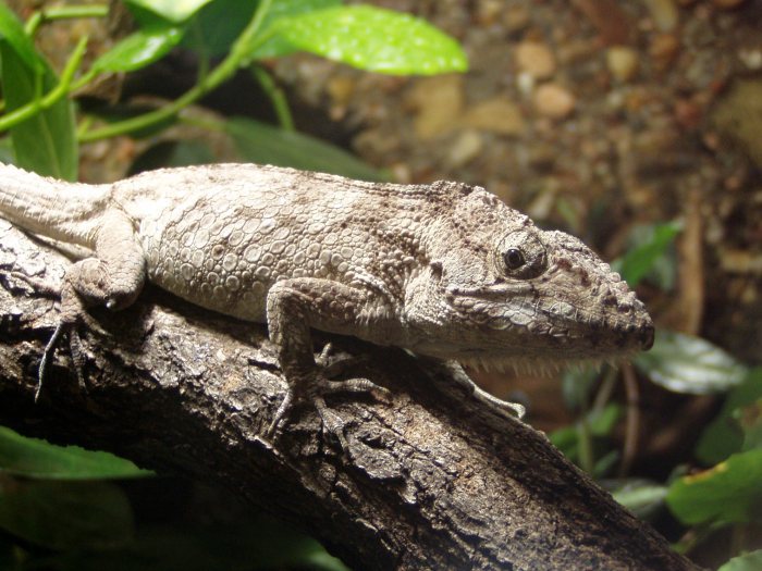Chameleon