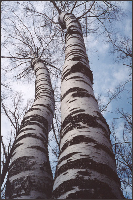 Tatarské (b)řízky