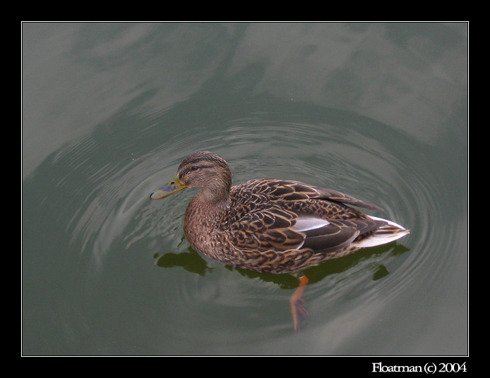 Kač kač <b>Kačenka</b>