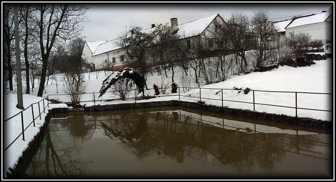 _teké_ohnutý_strom_