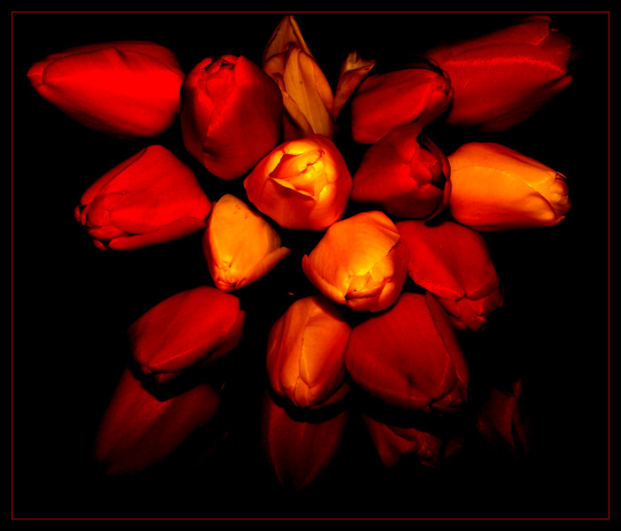 Tulipány