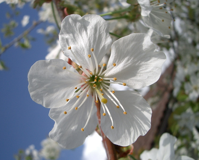 Budou třešně (snad...:))