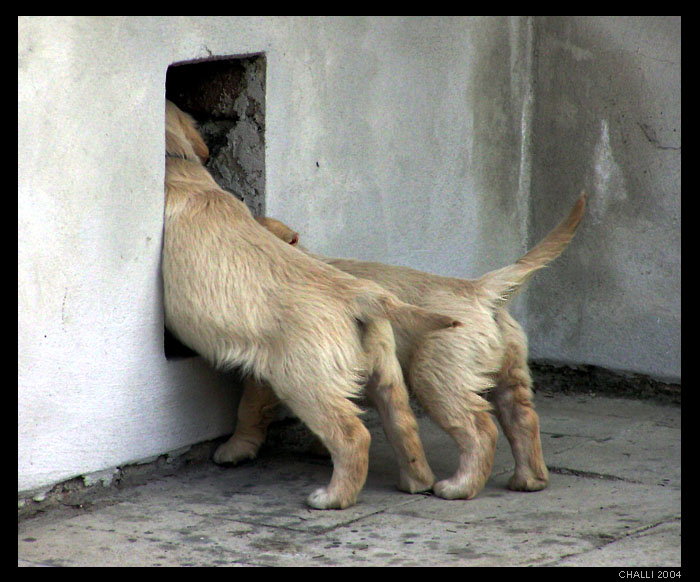 <b>... zvědavost ...</b><br>