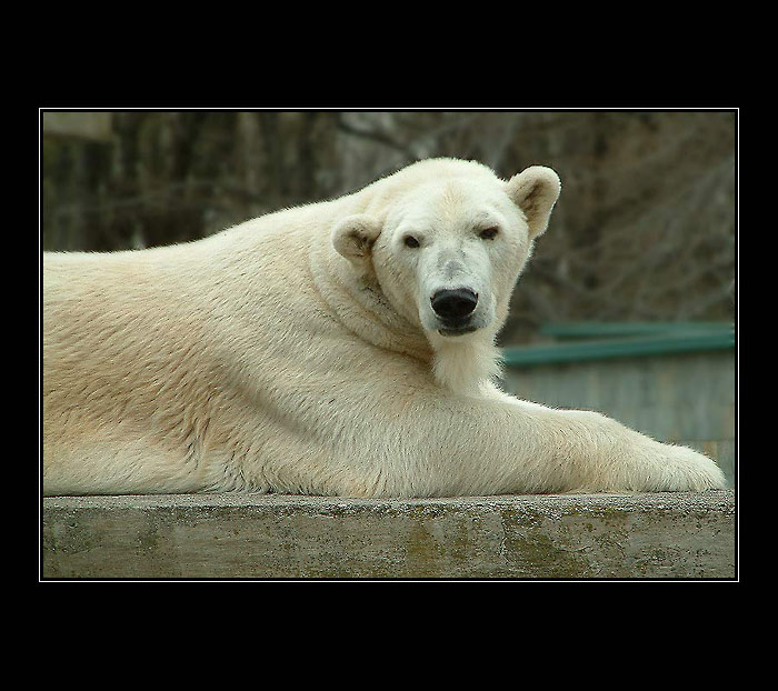 Méďa v ZOO :-)