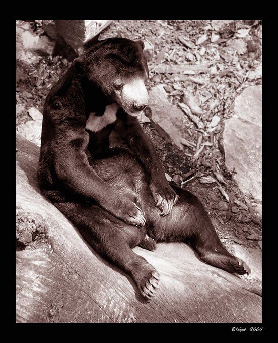 Nuda v ZOO