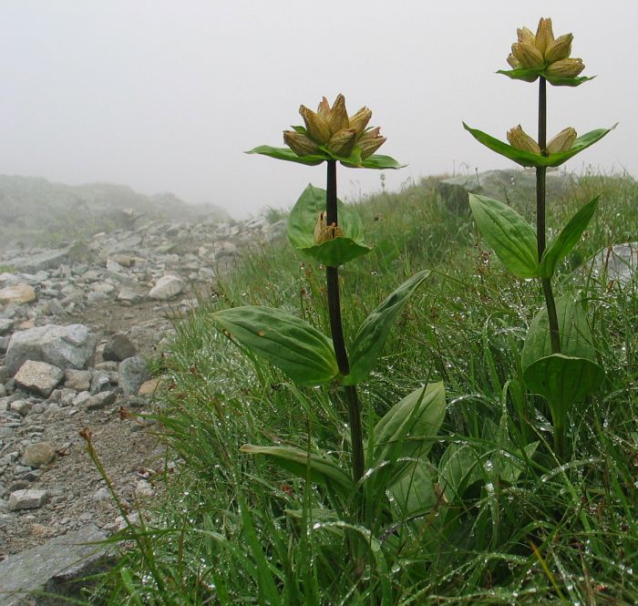 Západné Tatry, Roháče III