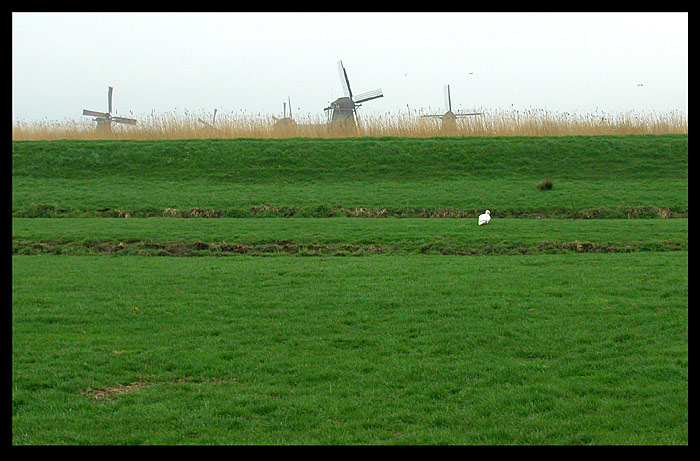 Kombajny :) - Kinderdijk - Holandsko