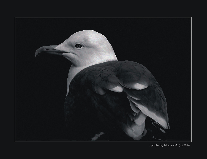 birds are tired