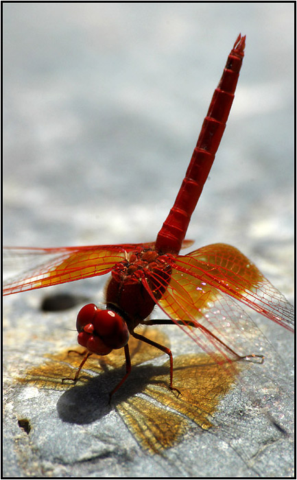 Dragonfly