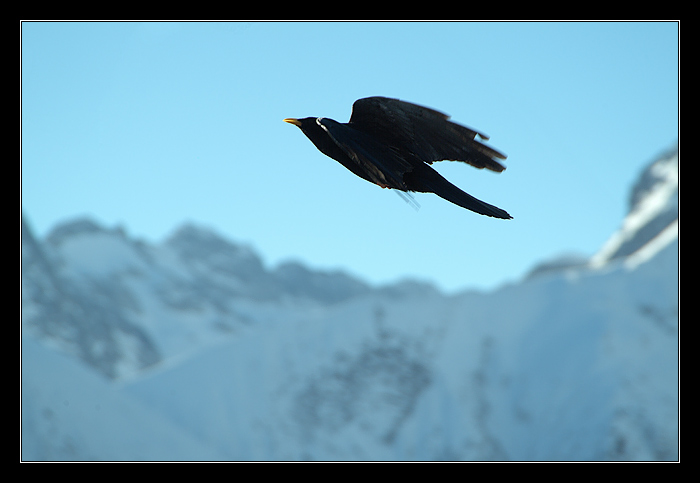 Stealth