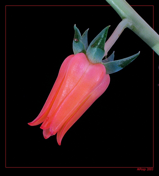 Echeveria setosa