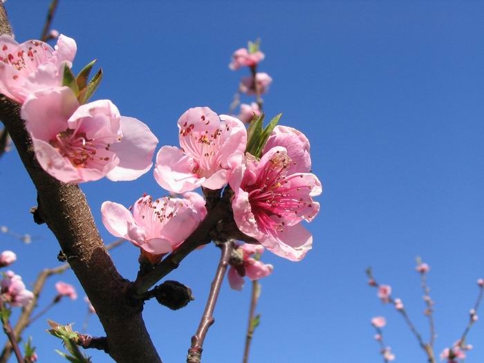 peach blossoms