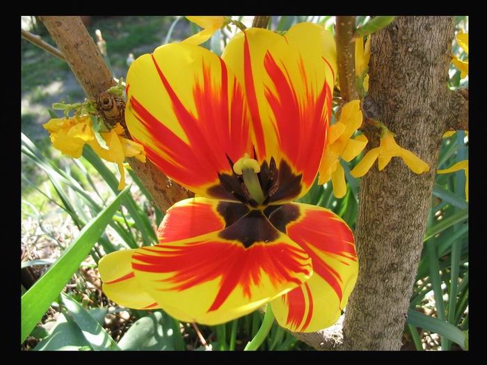 Tulipan