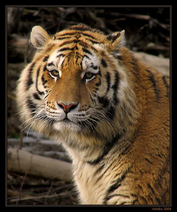 Návštěva v ZOO IV. - tygr