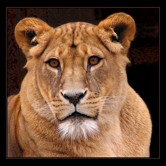 Návštěva v ZOO V. - lvice přemýšlející