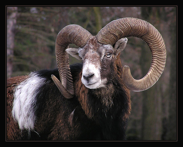 Návštěva v ZOO VI. - muflon nedůvěřivě se tvářící