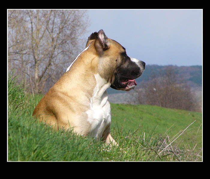 Cezar "pitbullie mláďa"