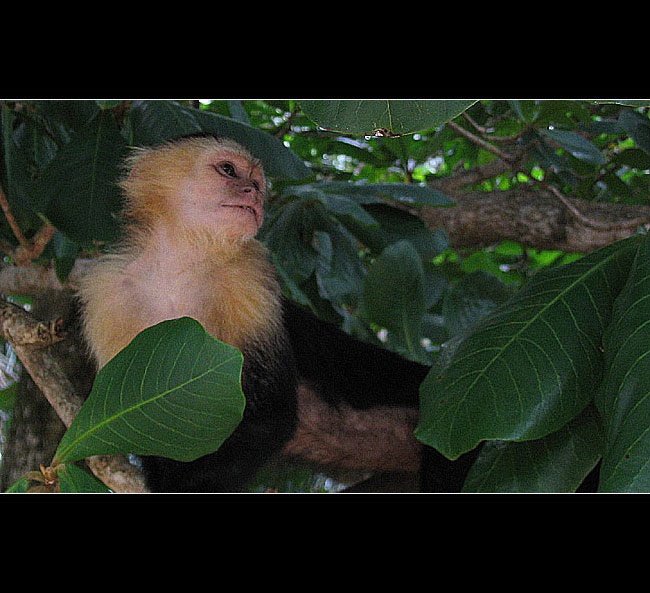 Capuchin :)