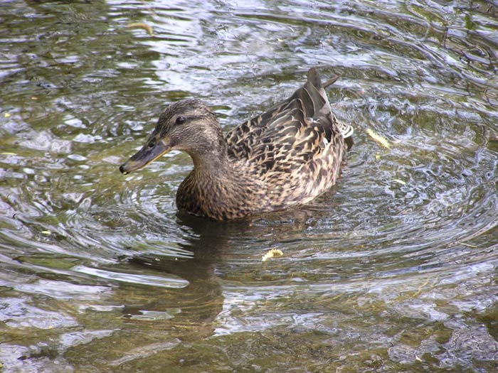Kačka