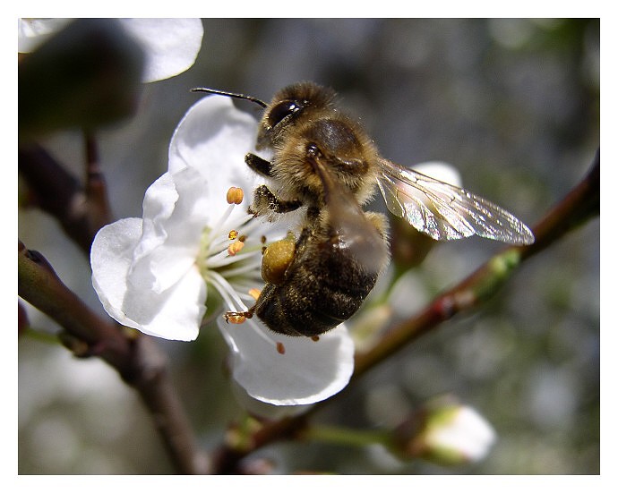 Bzzzz