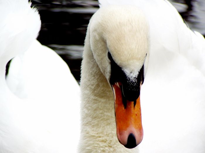 Cygnus_