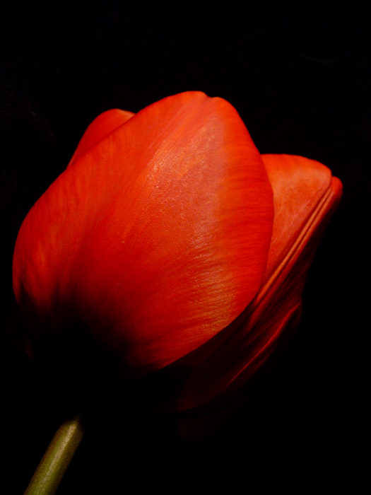***Tulipán 2***