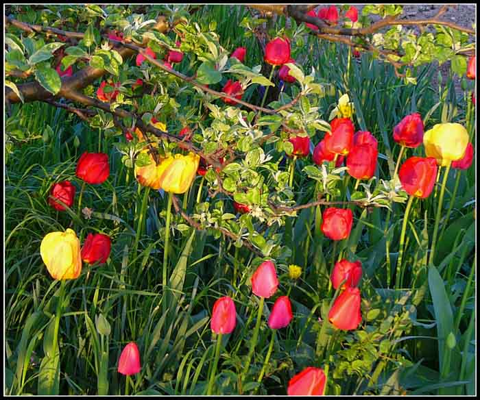 Tulipany pod jablonou