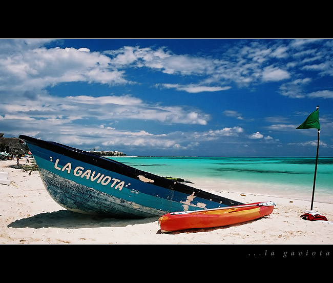La gaviota