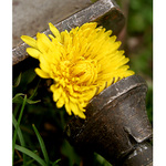 "TORTURE" ( PP pampeliška den... )