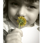 "Princezna Pampeliška"  ... další PP pampeliška