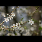 <b>Flowers of the spring</b>