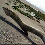 Dinousaurus - plážovka II