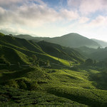 Čajovníkové plantáže