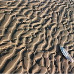 Zátiší se chcíplou sépií