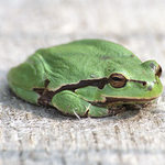 Rozespalá rosnička