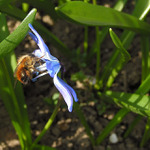 Ze života hmyzu II.