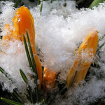 Zasněžený krokus