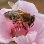 Ze života hmyzu III.