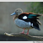 <B>NÉÉÉ, NENÍ TO KACHNA, VÁŽNĚ MÁM NOVOU MAŠINKU ! ! !</B>