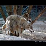  <B>VLČÍ GYMNASTIKA</B>