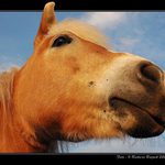 <B>KOCOURŮV JEŠTĚ VĚTŠÍ KAMARÁD</B>